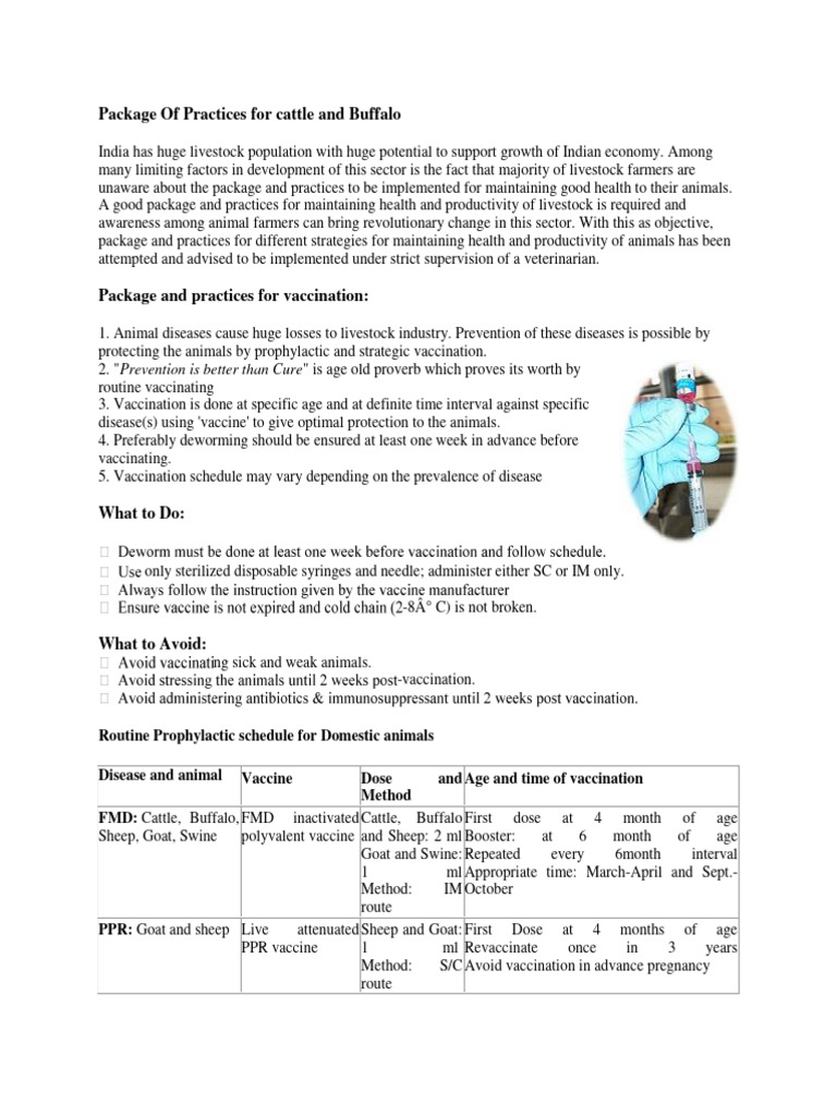 Cattle and Buffalo Vaccination Guide | PDF | Vaccines | Parasitism
