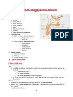 UE Spé 12 Histologie de L'appareil Génital Masculin Fellmann