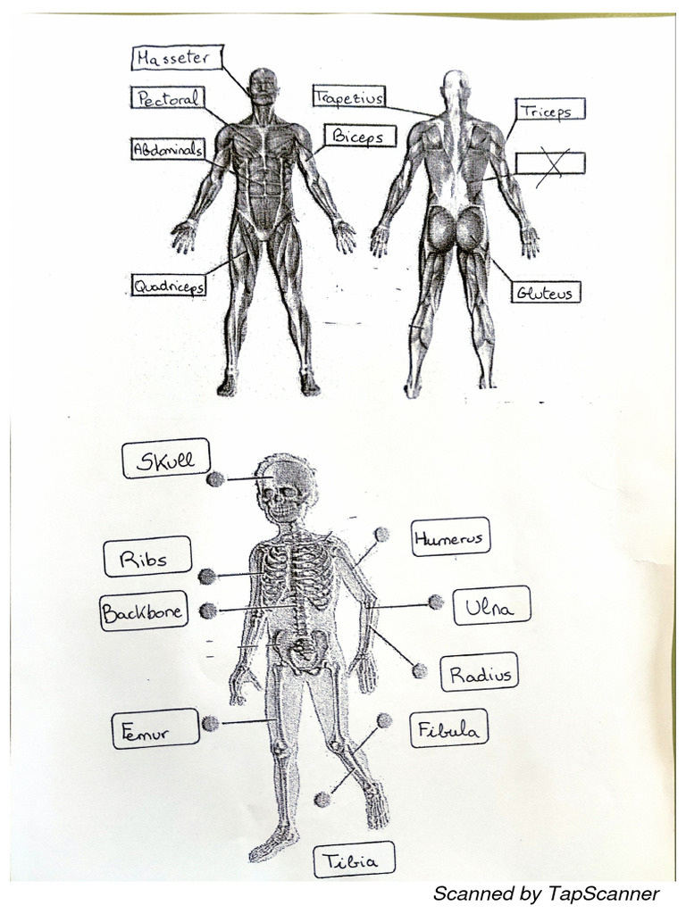 bones-muscles-and-joints-pdf