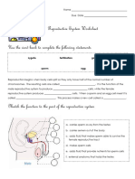 Reproductive System Worksheet Use The Word Bank To Complete The ...