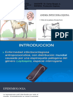 Lepto-Anemia Equino