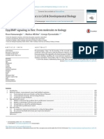 DPP:BMP Signaling in Flies - From Molecules To Biology