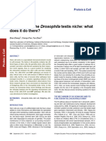 Hedgehog in The Drosophila Testis Niche - What Does It Do There?