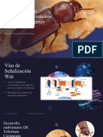 Segmentación Embrionaria de Tribolium Castaneum Mediada Por Genes