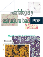 TP #4 - Morfología y Estructura Bacteriana