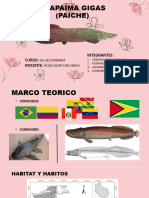 Arapaima Gigas (Paiche