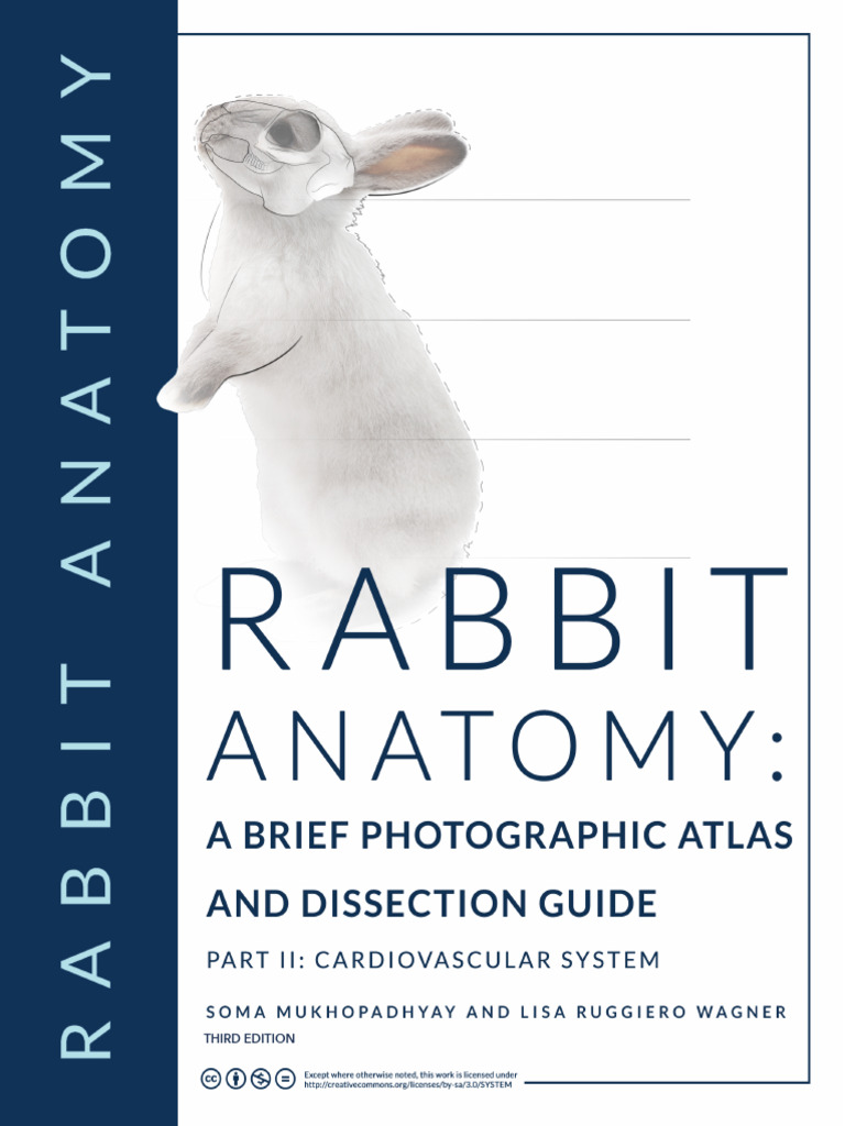 Rabbit Anatomy Photographic Atlas Guide | PDF | Vein | Aorta