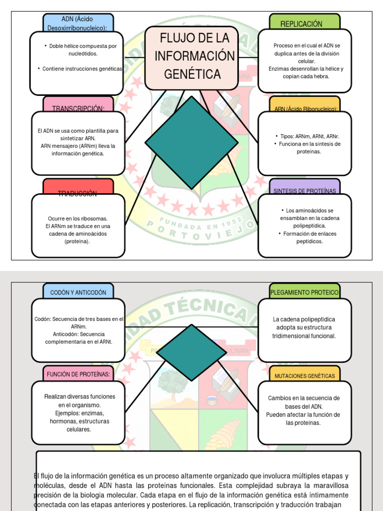 organizador-grafico-informaci-n-gen-tica-pdf-rna-adn