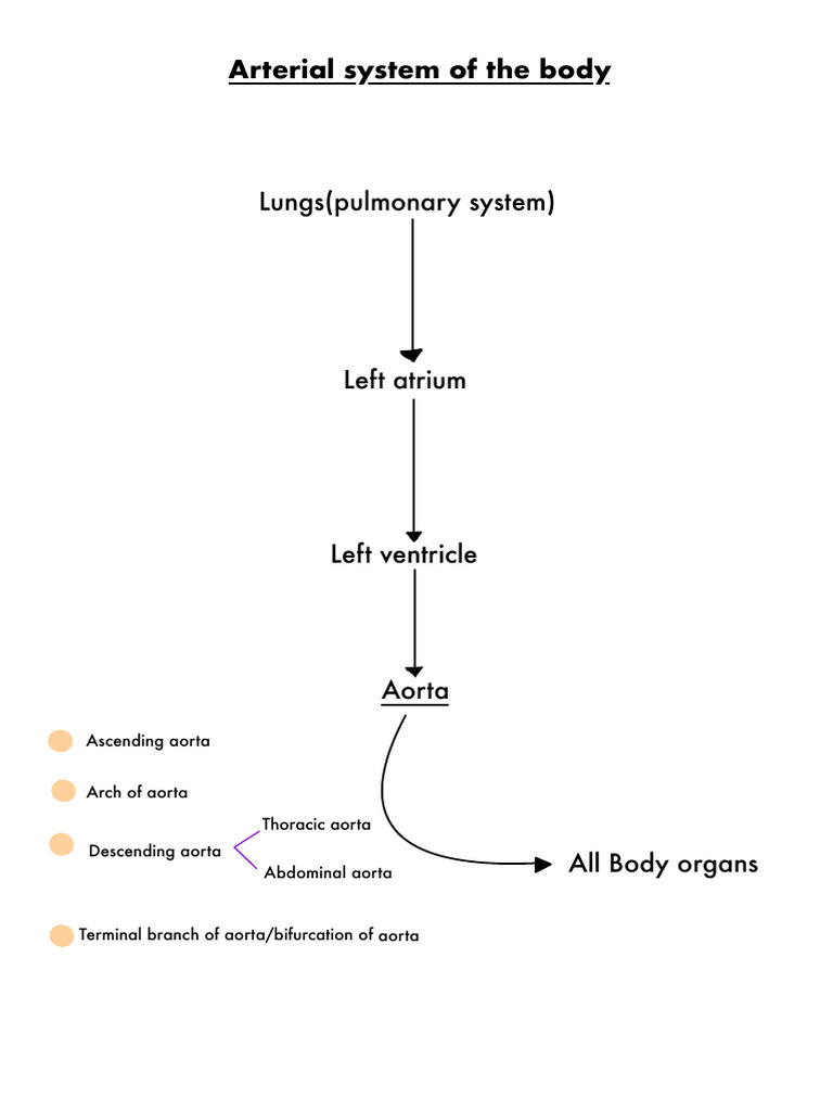 Arterial System Overview and Branches | PDF | Aorta | Common Carotid Artery