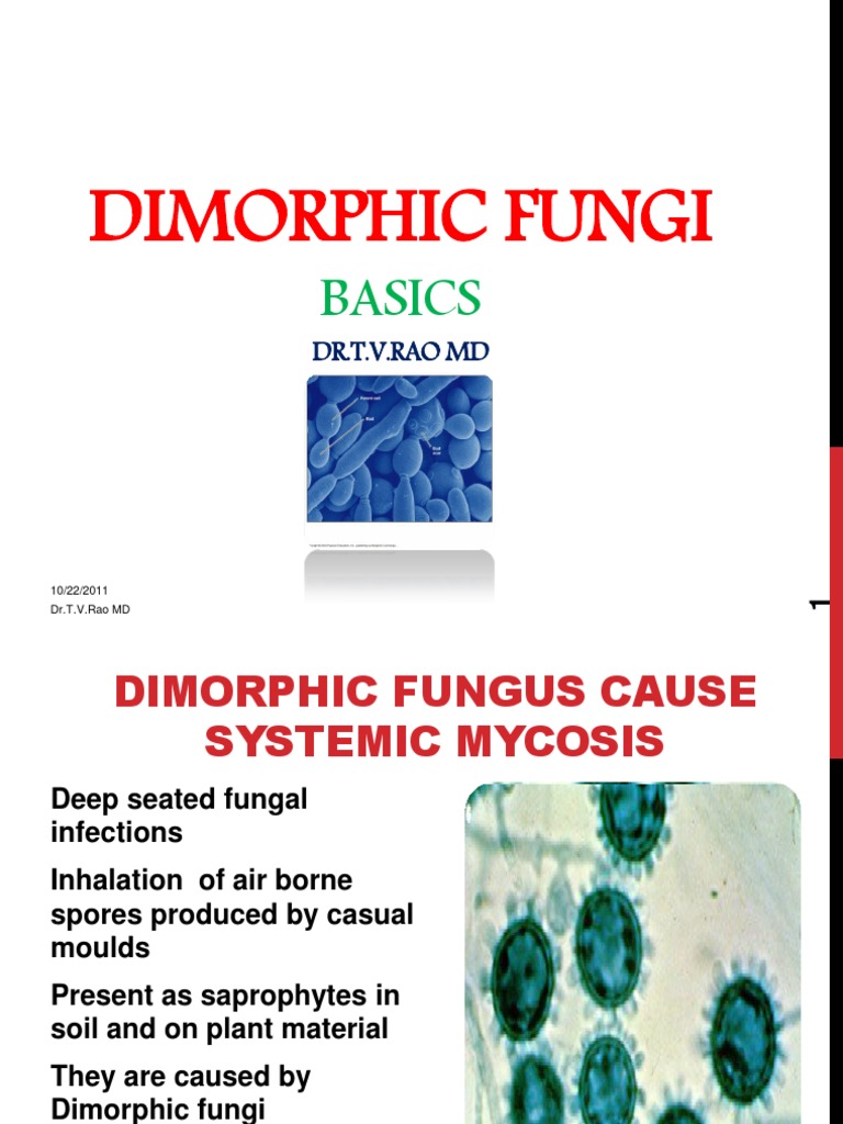 Dimorphic Fungal Infections | Fungus | Diseases And Disorders