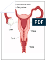 Reproductive Organs Labelled