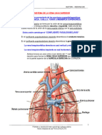 Venas de Cabeza y Cuello