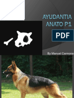 Ayudantia Anato 1 Parte 1