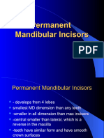 Mandibular Incisors Lecture Dent2A-1