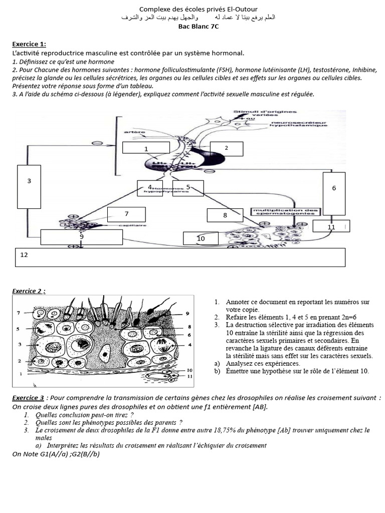 Bac Blanc 7C : Hormones et Génétique | PDF