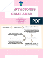 Adaptaciones Celulares