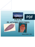 Filum Platyhelminthes