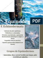 6 Equinodermas