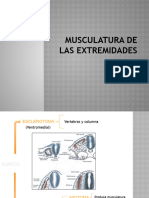 Musculatura-De-Las-Extremidades - Fprmación