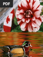 Canada 01