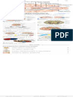 Cortex Visual Anatomia - Pesquisa Google