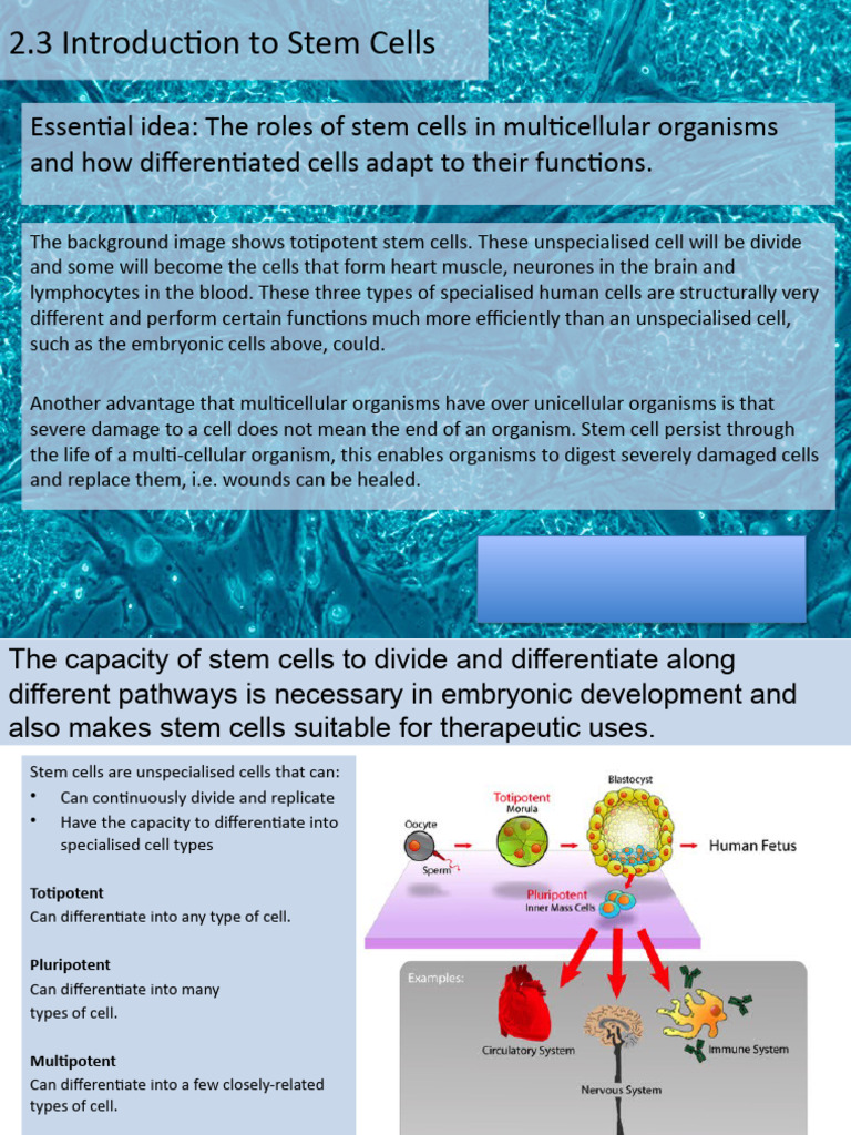 Introduction to Stem Cell Therapy | PDF | Stem Cell | Hematopoietic ...