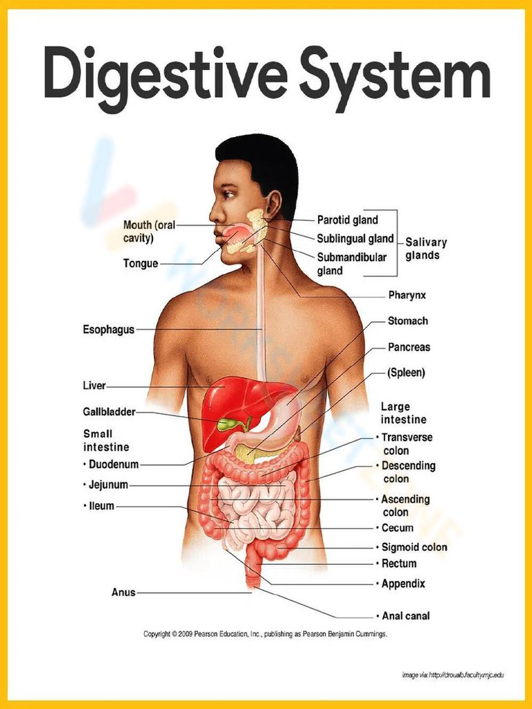 DIGESTIVE SYSTEM ANATOMY HOW IT WORKS intelligence overview