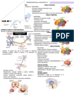 Módulo 2 - Neurociencias Cognitivas