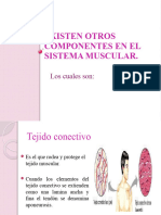 Sistema Muscular