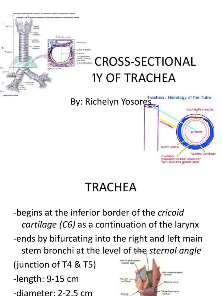Trachea Cross-Section Anatomy and Histology | PDF | Social Science