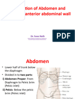 Abdominal Muscles - Anatomy