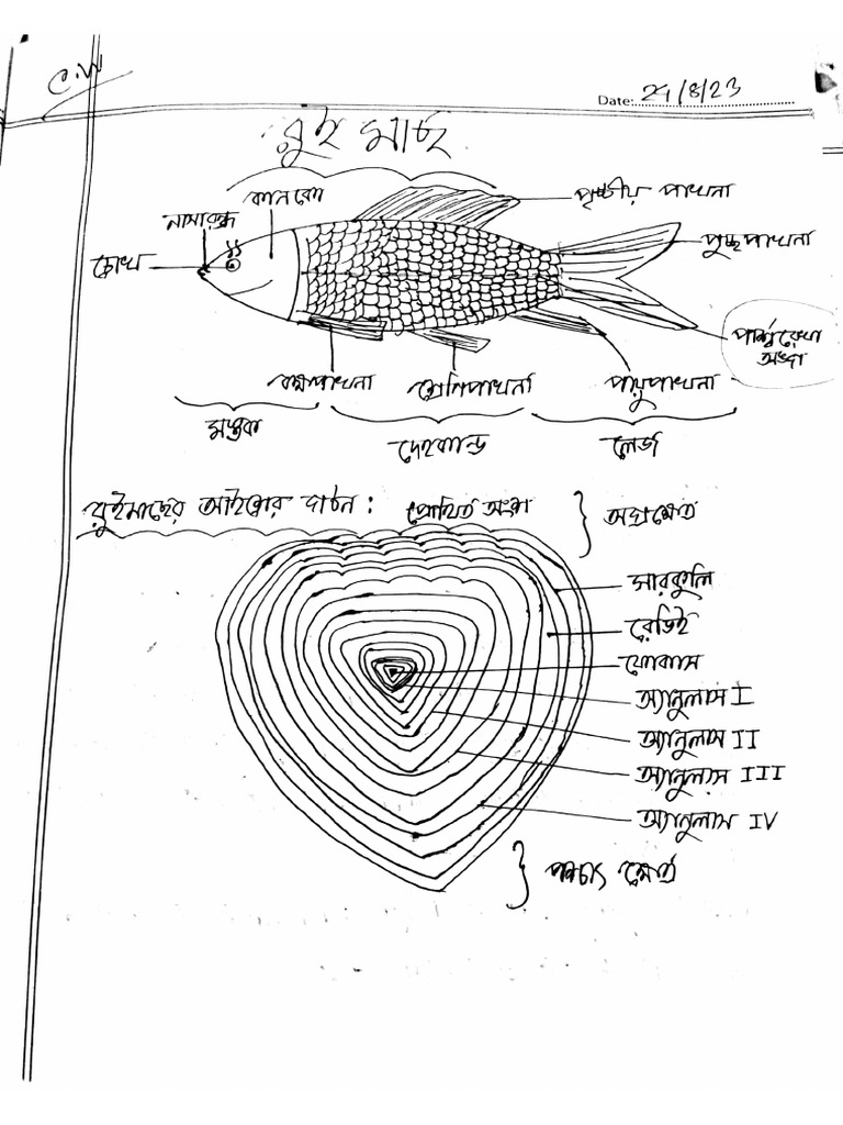 Rohu Fish | PDF