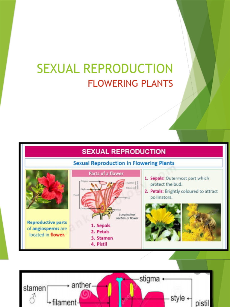 Sexual Reproduction | PDF