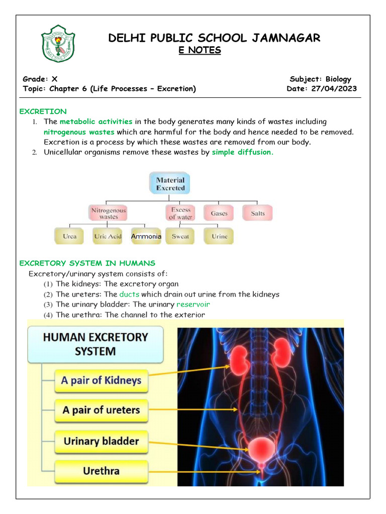 Life Processes Excretion Pdf Kidney Urinary System