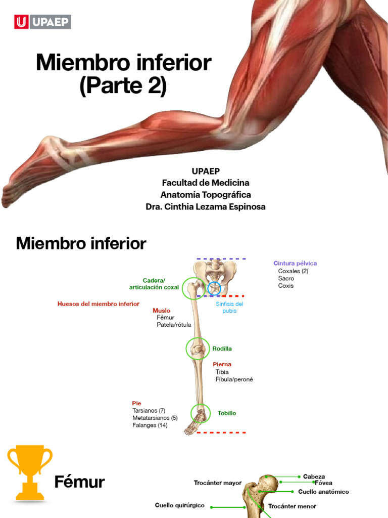 Miembro Inferior Parte 2.2 | PDF | Rodilla | Sistema musculoesquelético