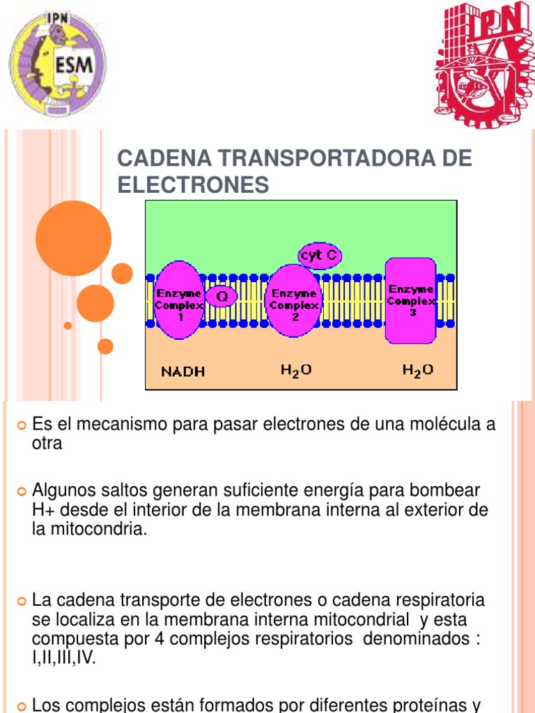 Cadena Transport Ad or A de Electrones Electron Transport Chain