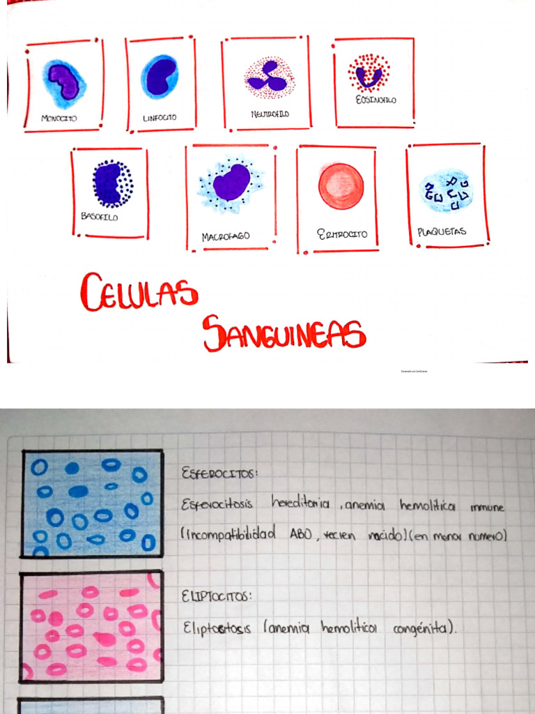 Hemogram A | PDF