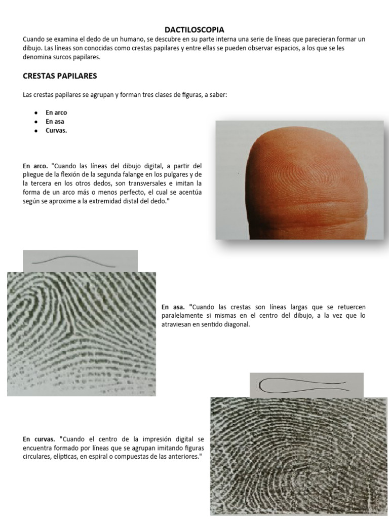 DACTILOS | PDF | Huella dactilar, image size:768x1024