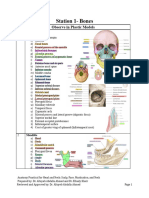 Lab 2 - Head, Neck Scalp, Face, Mastication, Neck (Batch 17)