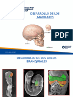 Desarrollo de Los Maxilares