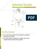 Endocrine System