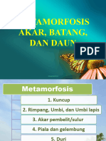 Pertemuan 7 (Metamorfosis Akar, Batang, Dan Daun)