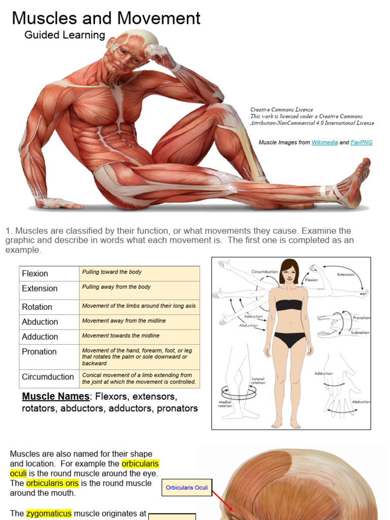 Muscle Names and Functions Explained | PDF | Anatomical Terms Of Motion ...
