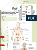 El Sistema Endócrino - Estudiantes