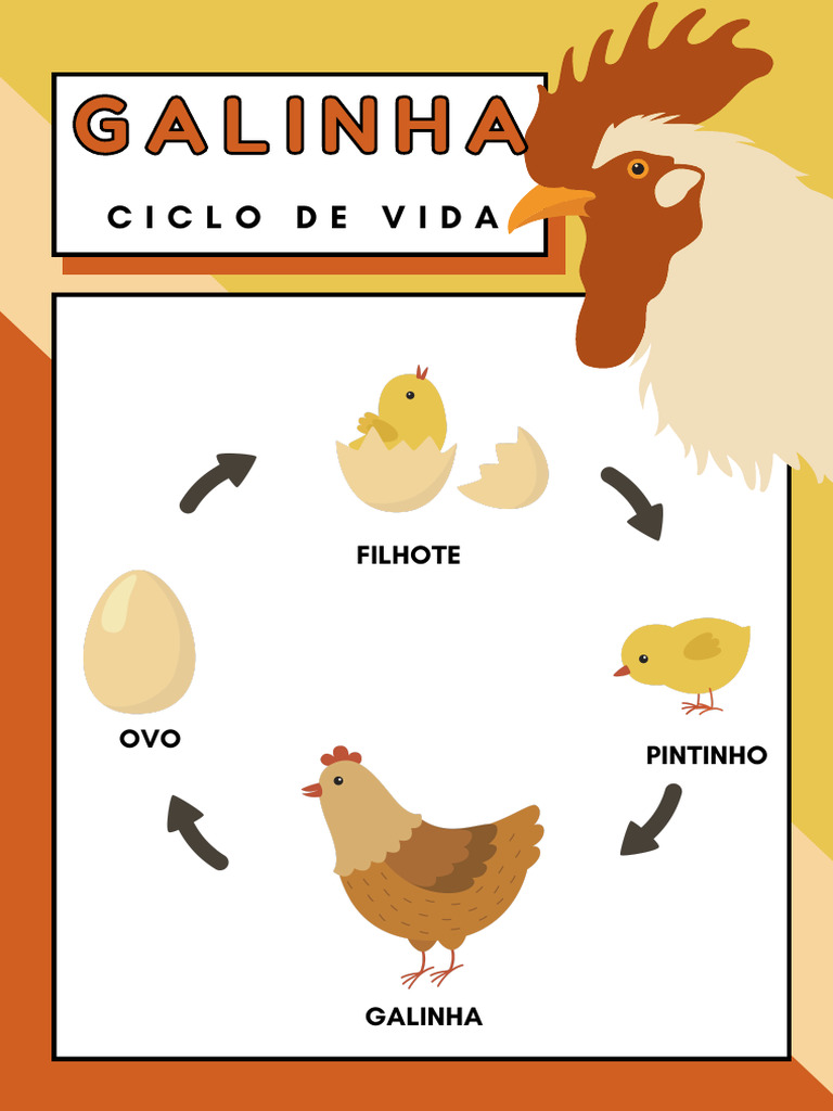 Galinha Ciclo de Vida | PDF