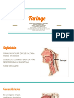 Anatomía (Faringe) 