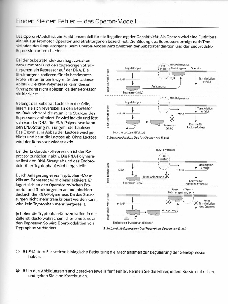 Das Operon Modell | PDF