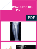 Anatomía Hueso Del Pie 17