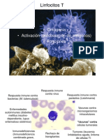 Linfocitos T: Ontogenia, Funciones y Respuesta Inmune