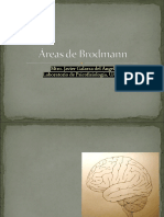 Áreas de Brodmann